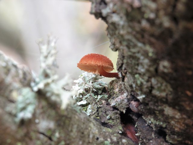 IMG_5183x_Mycena meliigena_2